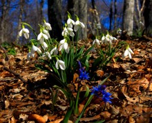 Der Frühling ist gekommen / ***