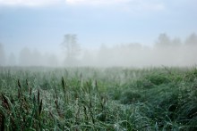 Altweibersommer / ***