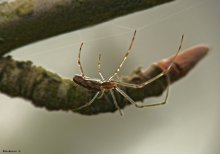 Spider-Strickerin / Tetragnathidae