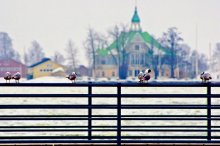 Ein Vogel auf der Stange / ***