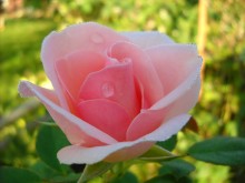 Schöne Rosen. / ***
