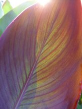 Hit der Sonne Kannu / ***