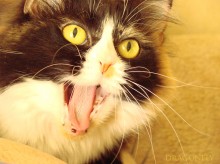 Ciao! / ******