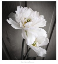 delicacy. / delicacy.