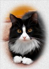 Cat\'s Portrait / ***