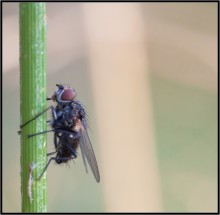 Nur im Flug leben Flugzeug ... / ***