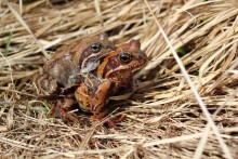 Der Frühling ist gekommen ... / ***