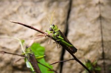 Grashüpfer saß im Gras / ***
