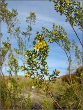 Frühling in der Wüste .. 3. Arizona / .............