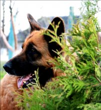 Deutsch shepherd / ***