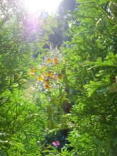 Eines Morgens / .................