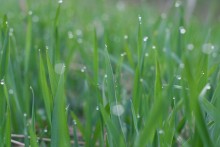 Morning Dew / ***