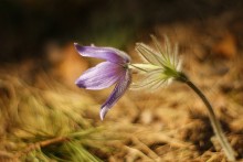 Wald Schönheit / -----------