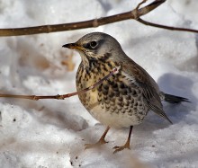 Thrush Wacholderdrossel / *******