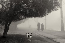 Allee, Nebel / ***