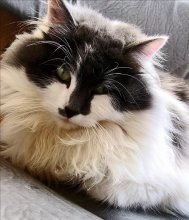 Miezekatze / ---------------