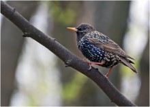 Über Starling / -------------