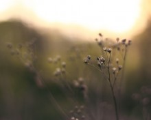 Herbarium / ************