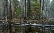 Hochwasserschutz im Wald / ***