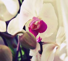 Orchidee / ///////////////