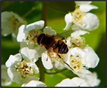 Große, gelbe, gestreifte Fliegen! / ***