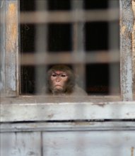 Ich sitze hinter Gittern im Gefängnis, Roh-in Gefangenschaft, der Adler gefüttert ... / ***