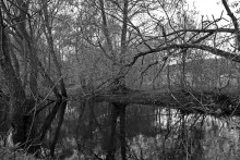 Von Bäumen und einem kleinen Fluss. / *******************