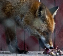 Tiere in Gefangenschaft ... / ******