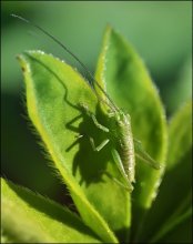 Ogurechik und die Sonne ... / ***