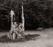 "Lukomorya nicht mehr ..." / ***