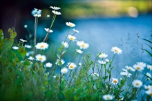 Gänseblümchen / ***