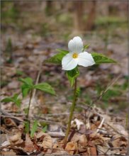 Princess of Ontario Wälder / ***