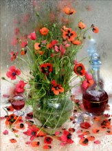 Mohn / ********************