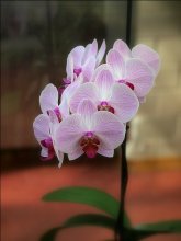 Orchidee / ******
