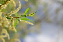 Flirten mit der Sonne / ***