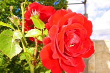 Rose / ***