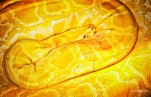 yellow / ***