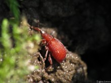 Rote Rüsselkäfer / ***