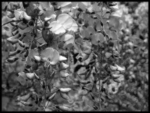 Zweig / ***
