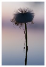 Einsamkeit / ***