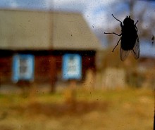 Fly / ***