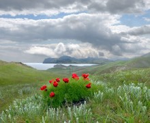 Frühlingsblumen auf einem Hügel stieg / ***