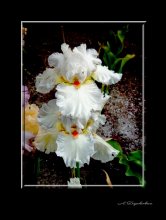 nur Blumen / ***
