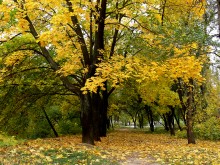 Herbst leuchtet / ***