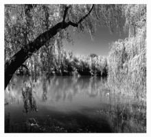 Walking im Sommer Park / ***