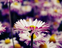 &nbsp; / ******************