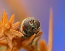 Die Fly-Schwebfliege / Cheilosia latifrons