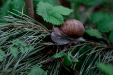 Schnecke / ***