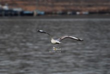 Aeroplanirovanie / ***