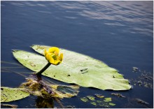 Sommer Etüde mit Seerosen und einer Libelle / ***